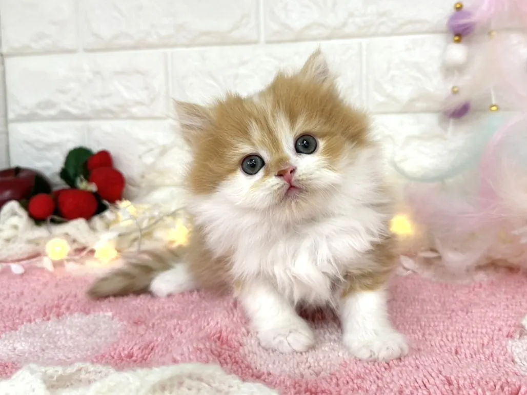 ★ミヌエット（足長）★オス★ No.3065