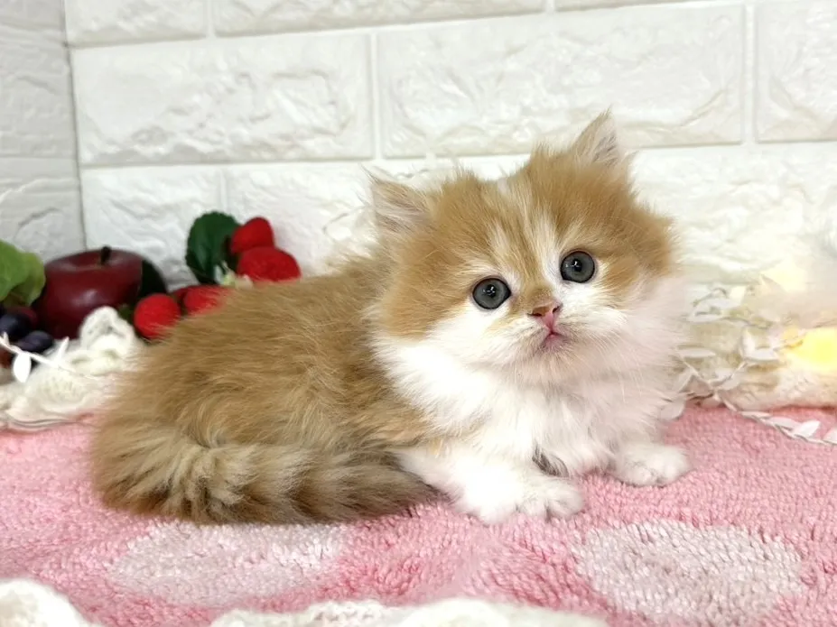 ★ミヌエット（足長）★オス★ No.3065