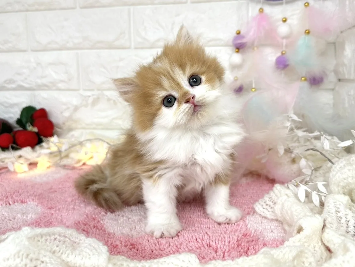 ★ミヌエット（足長）★オス★ No.3065