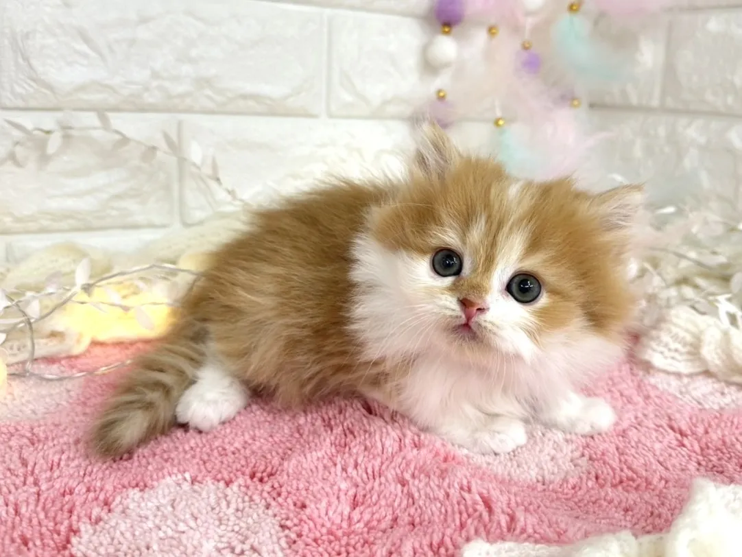 ★ミヌエット（足長）★オス★ No.3065