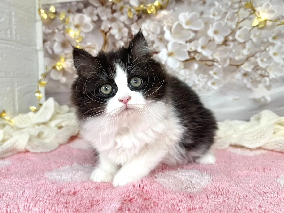 ★ミヌエット（足長）★メス★ No.3048