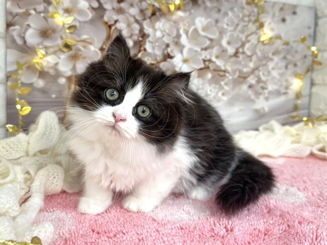 ★ミヌエット（足長）★メス★ No.3048