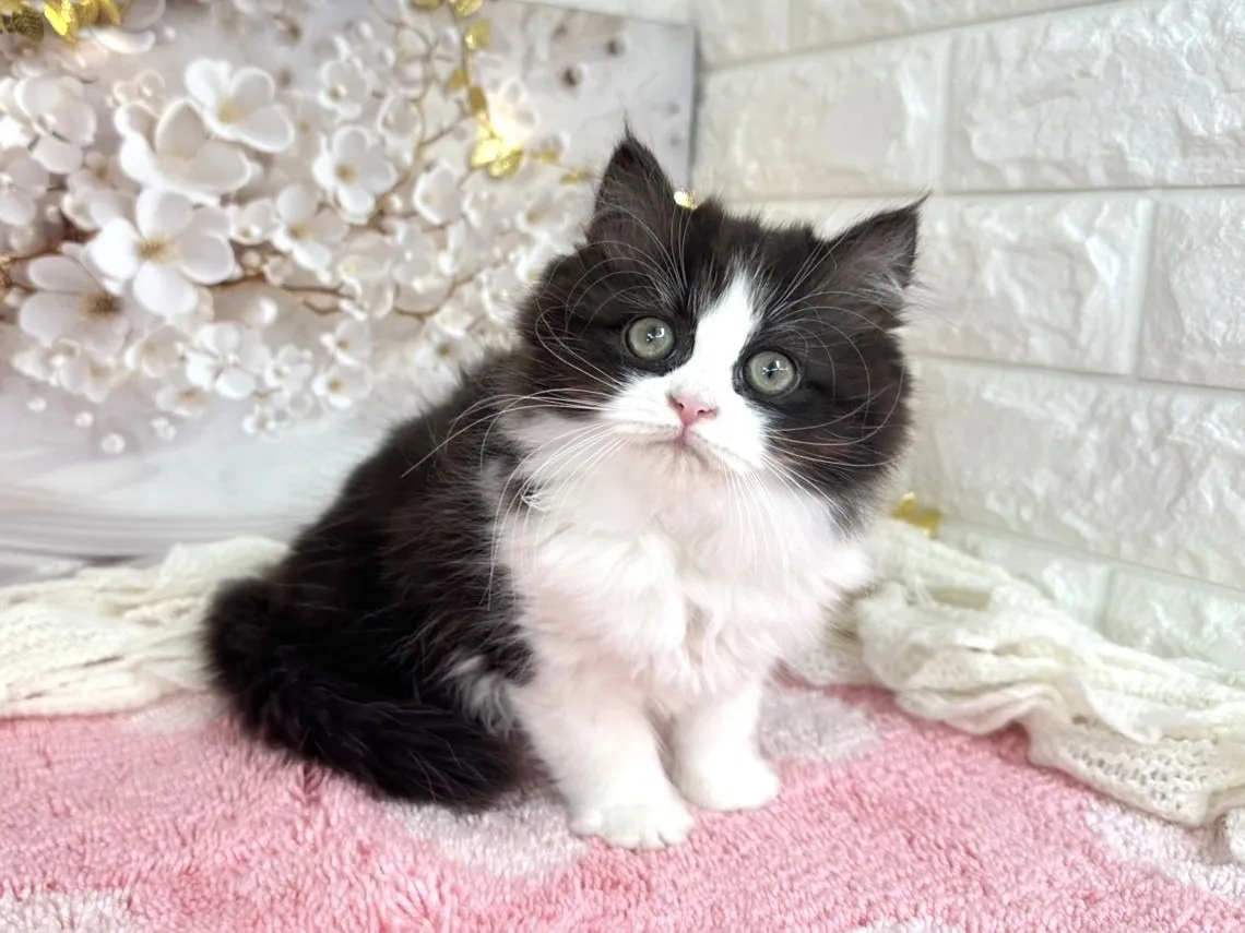 ★ミヌエット（足長）★メス★ No.3048