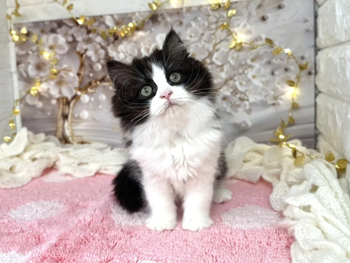 ★ミヌエット（足長）★メス★ No.3048