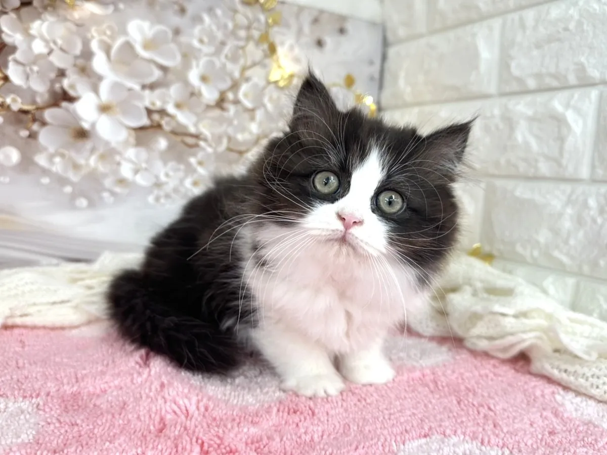 ★ミヌエット（足長）★メス★ No.3048