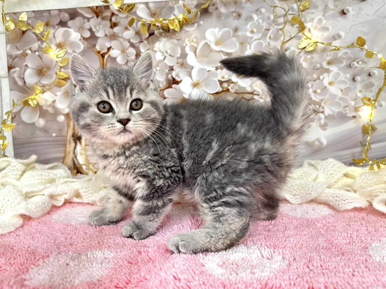 売約済★ミヌエット（中足）★オス★ No.3056