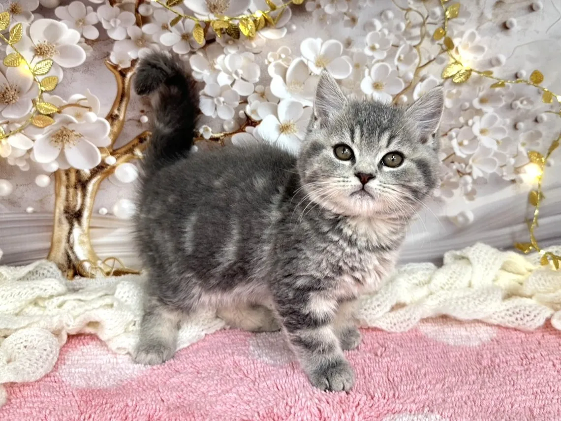 売約済★ミヌエット（中足）★オス★ No.3056