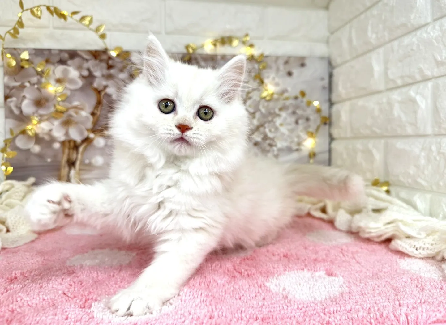 ★ミヌエット（足長）★メス★ No.3051