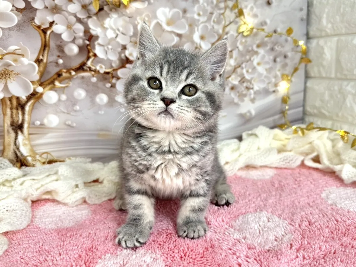 売約済★ミヌエット（中足）★オス★ No.3056