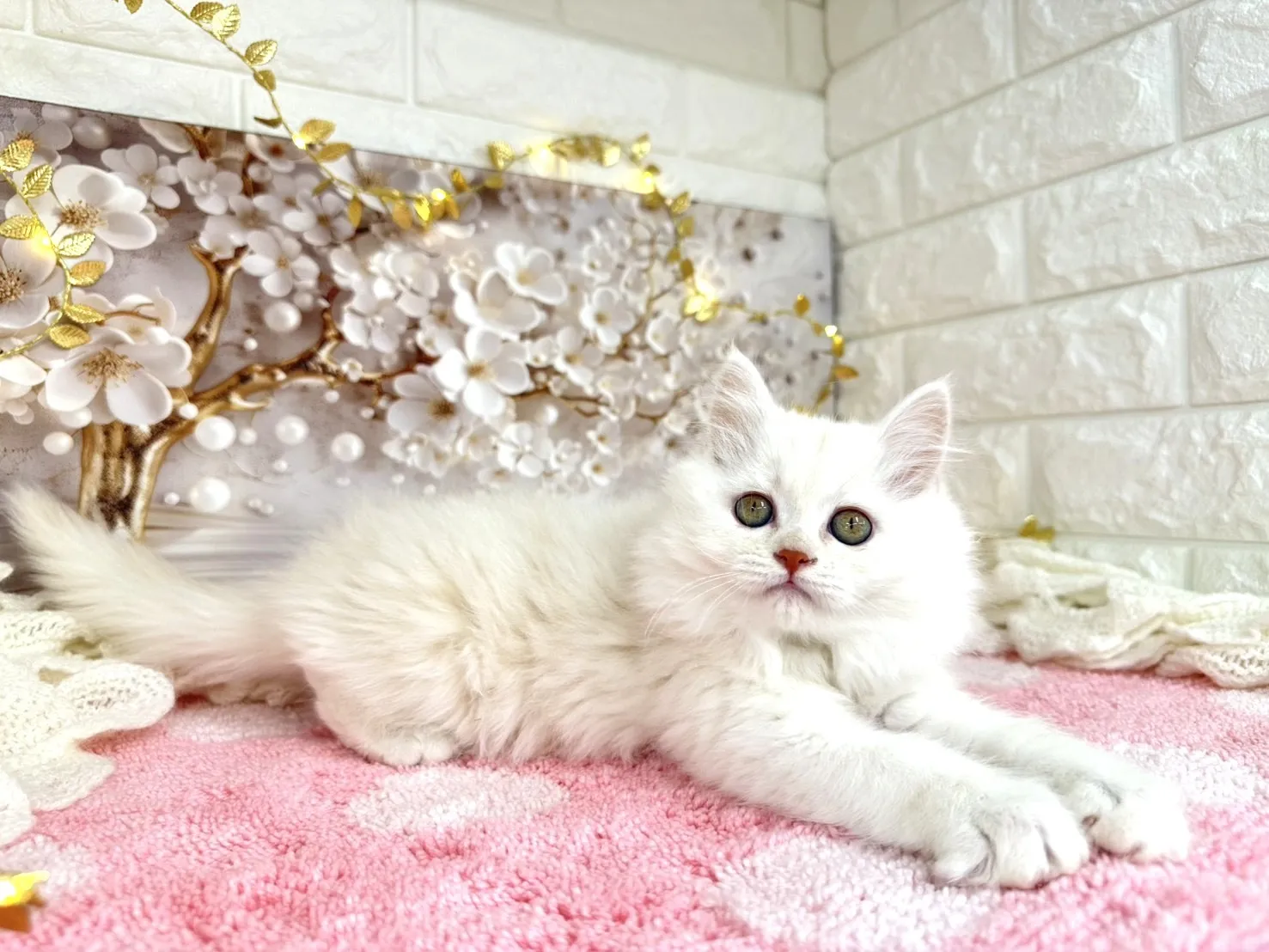 ★ミヌエット（足長）★メス★ No.3051