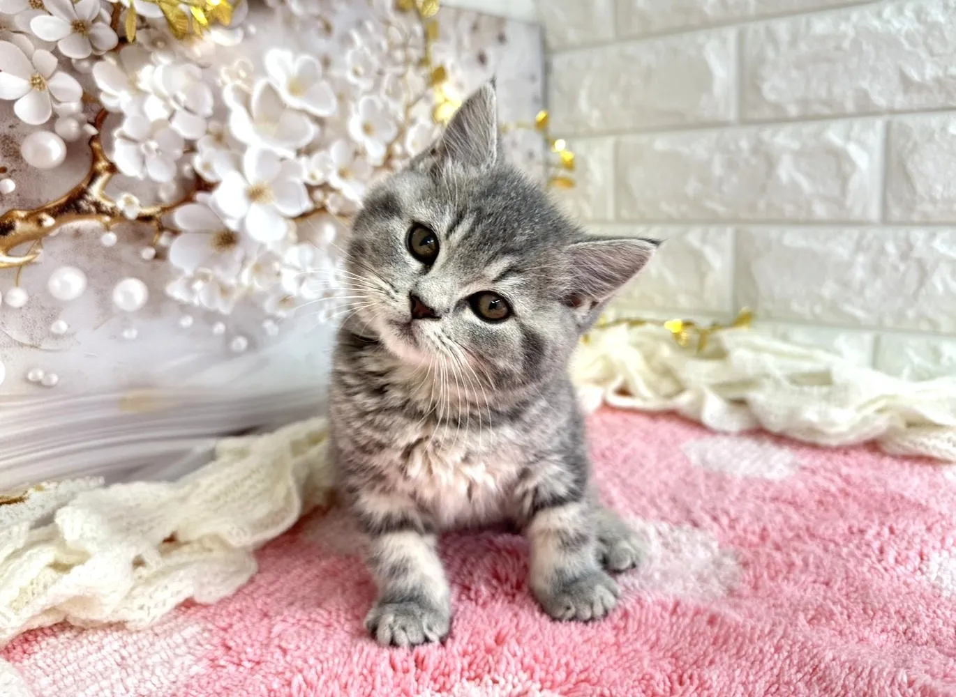 売約済★ミヌエット（中足）★オス★ No.3056