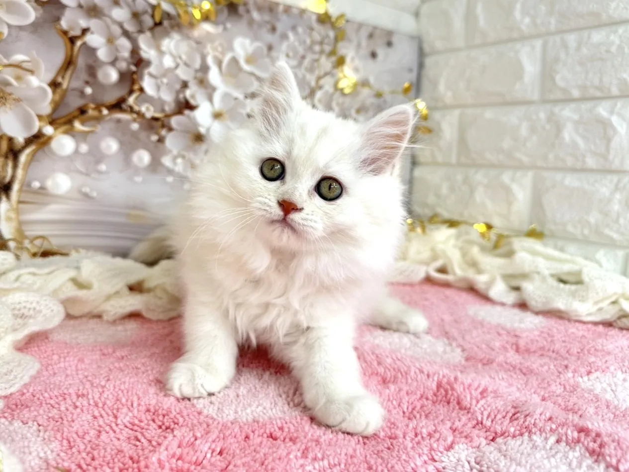 ★ミヌエット（足長）★メス★ No.3051