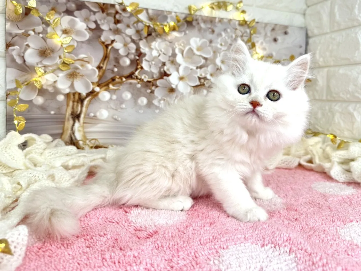 ★ミヌエット（足長）★メス★ No.3051