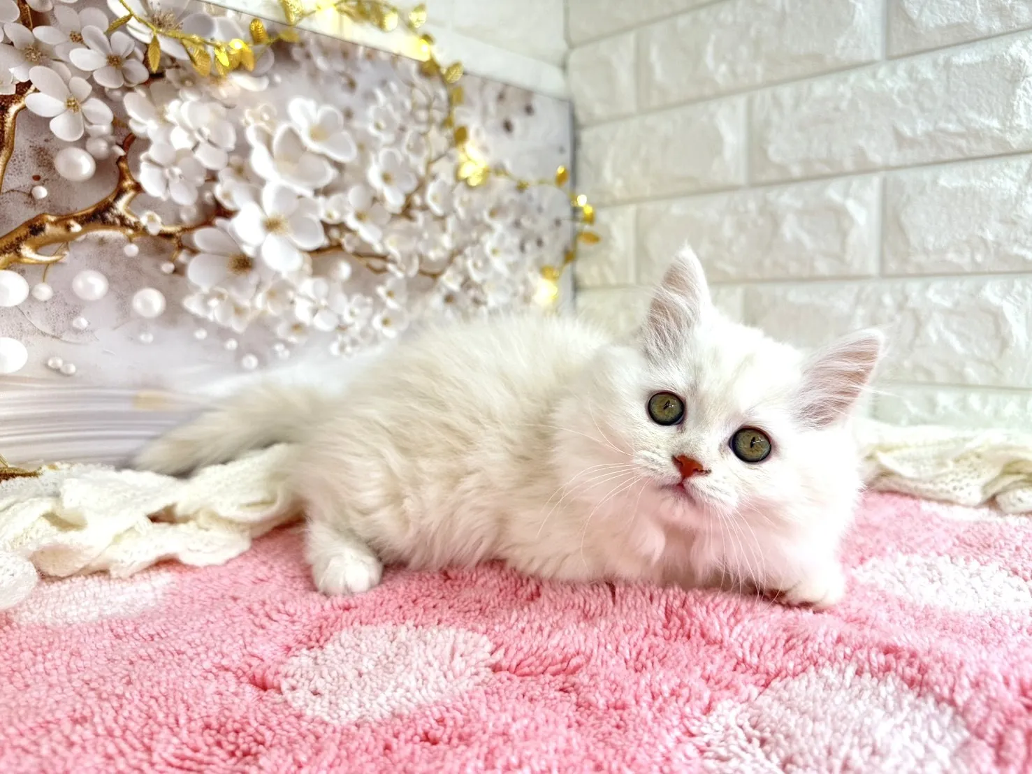 ★ミヌエット（足長）★メス★ No.3051