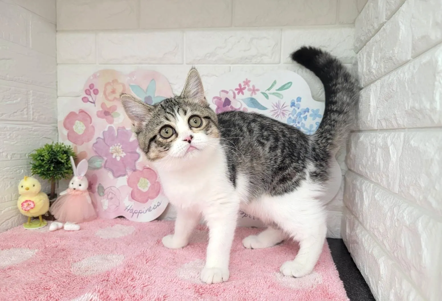 ★ミヌエット（足長）★オス★ No.3028