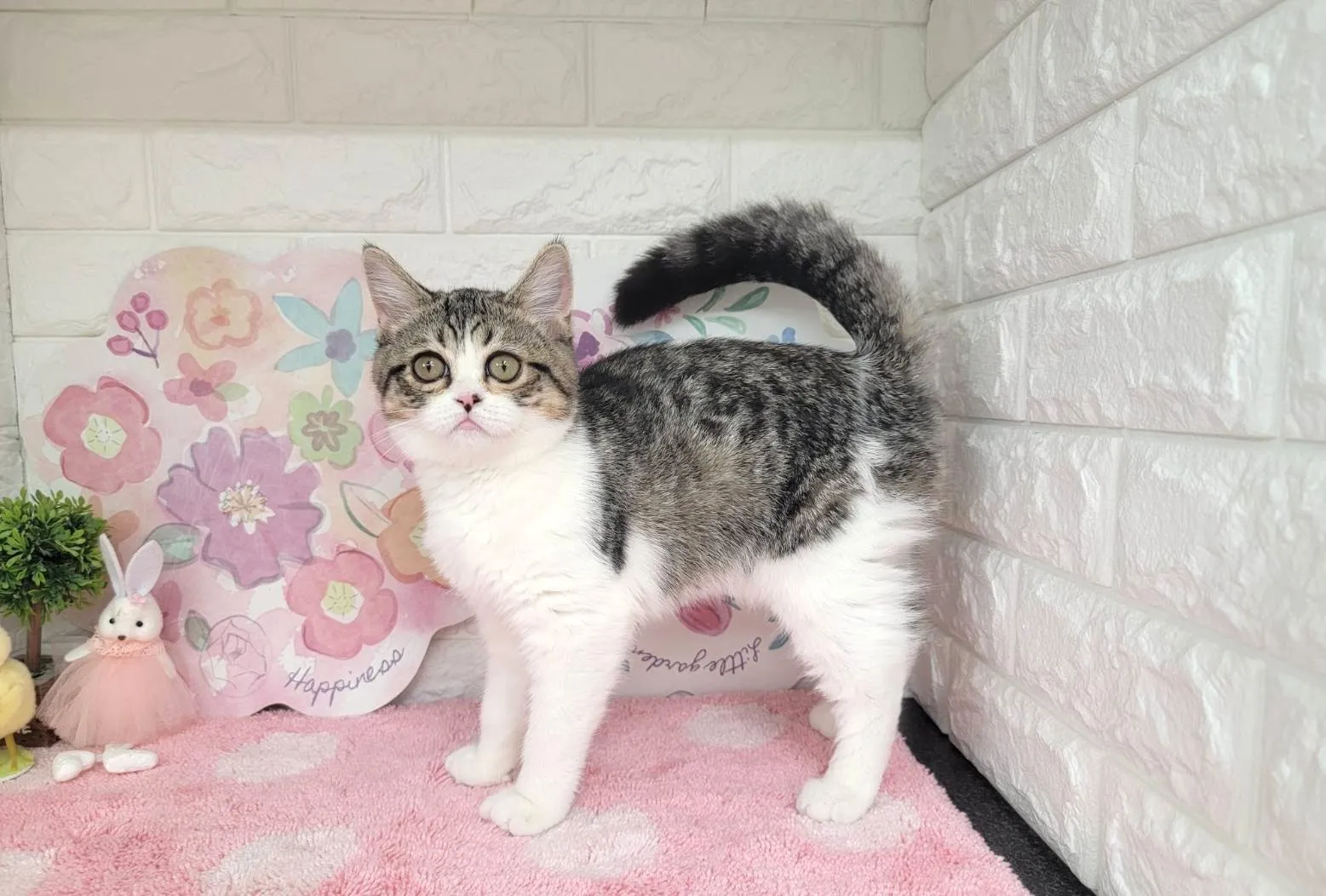 ★ミヌエット（足長）★オス★ No.3028