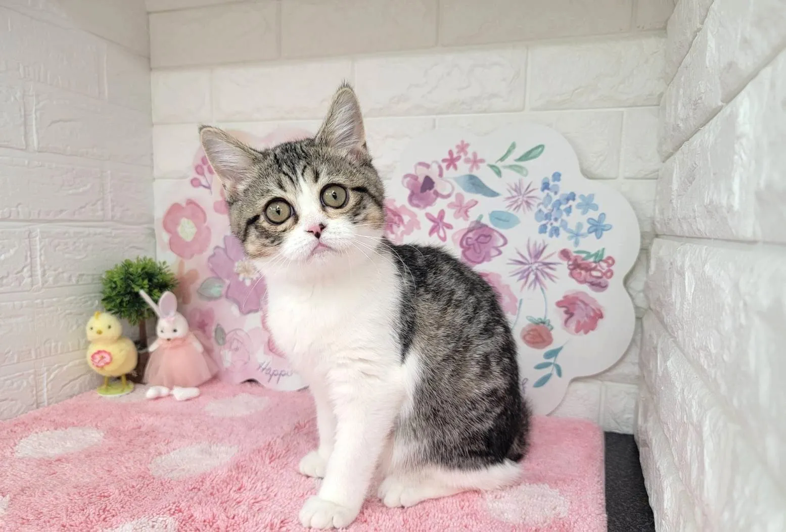 ★ミヌエット（足長）★オス★ No.3028