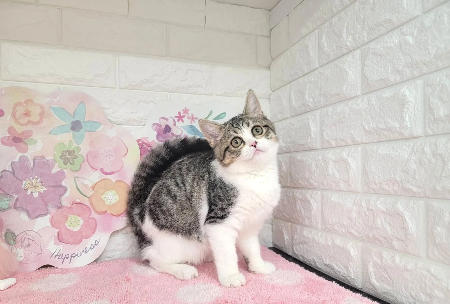 ★ミヌエット（足長）★オス★ No.3028