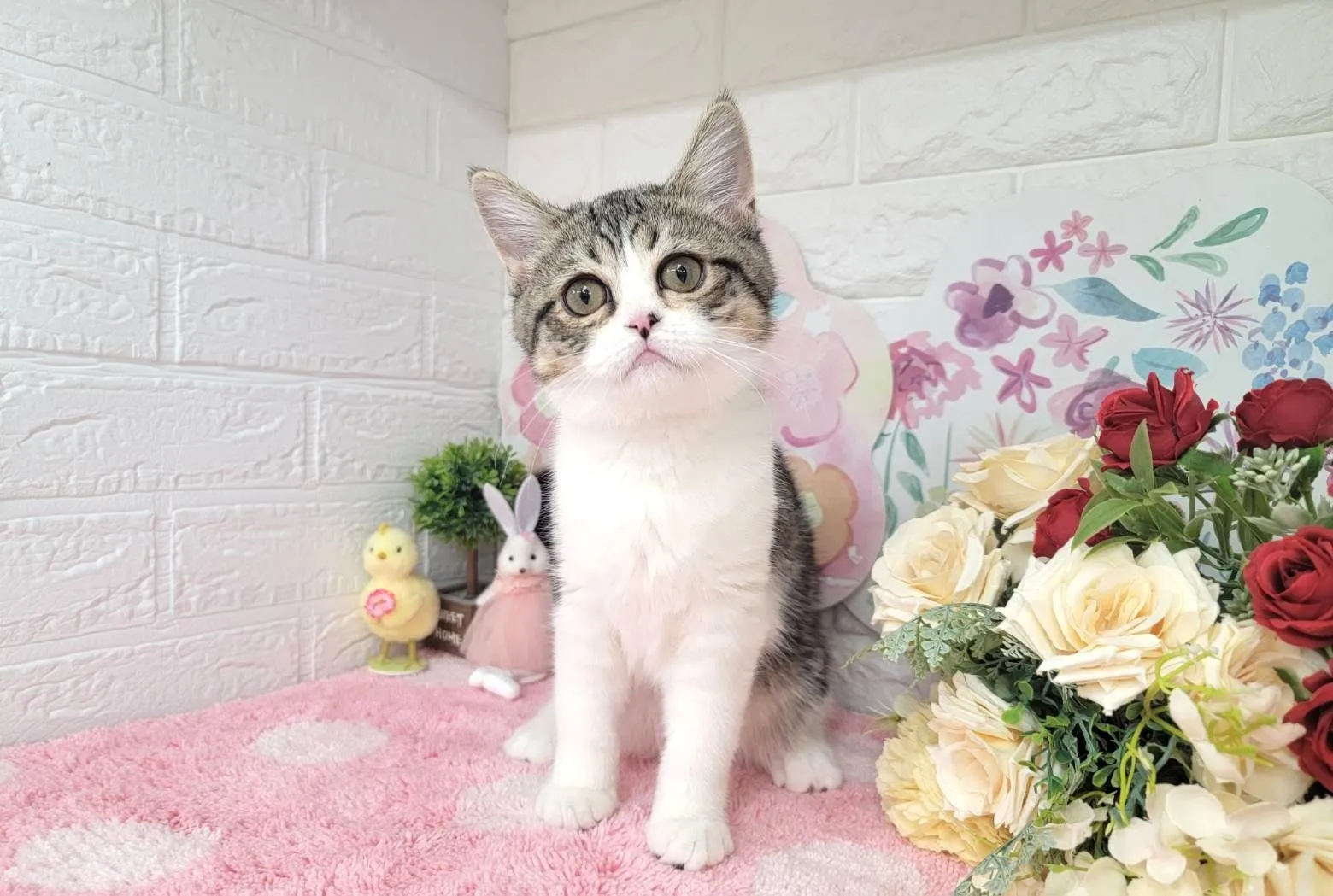 ★ミヌエット（足長）★オス★ No.3028