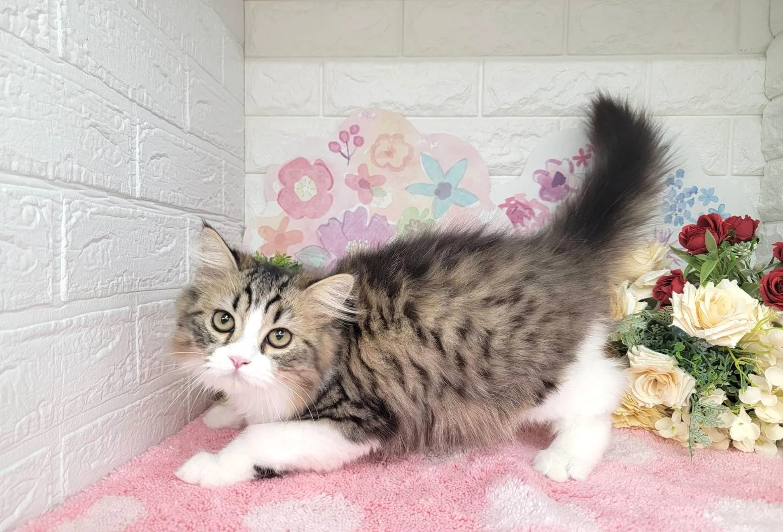 売約済★ミヌエット（足長）★オス★ No.3011