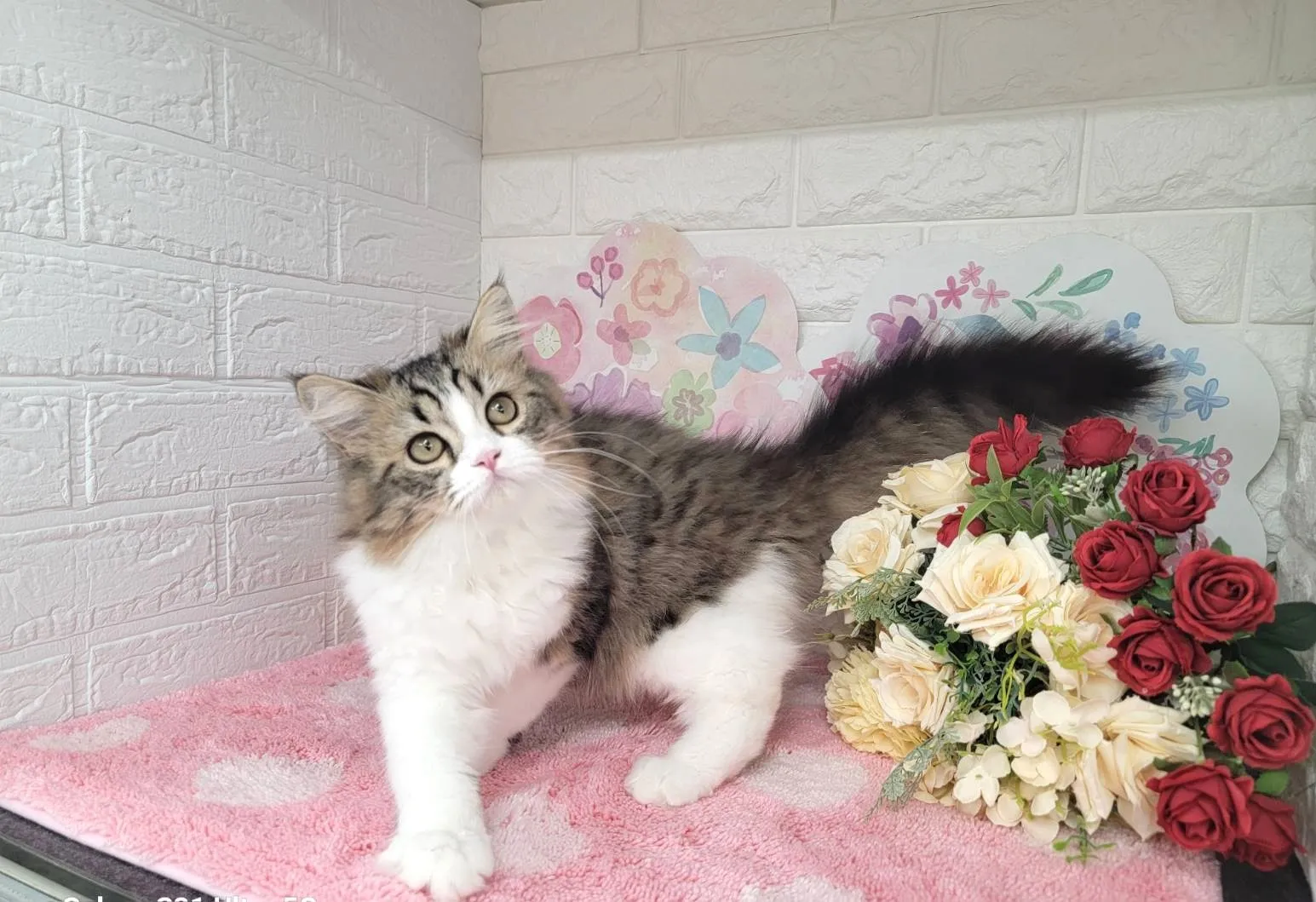 売約済★ミヌエット（足長）★オス★ No.3011