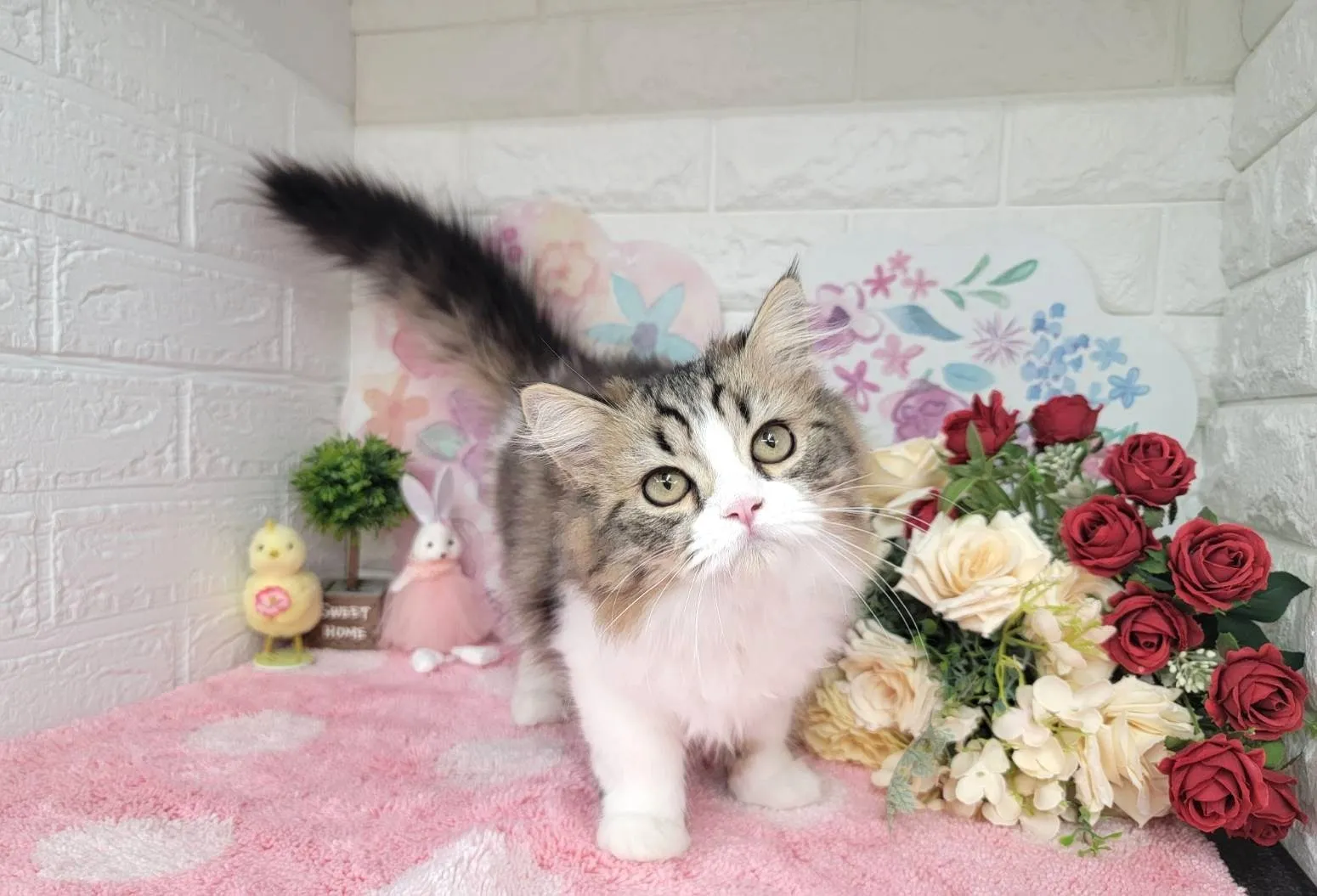 売約済★ミヌエット（足長）★オス★ No.3011