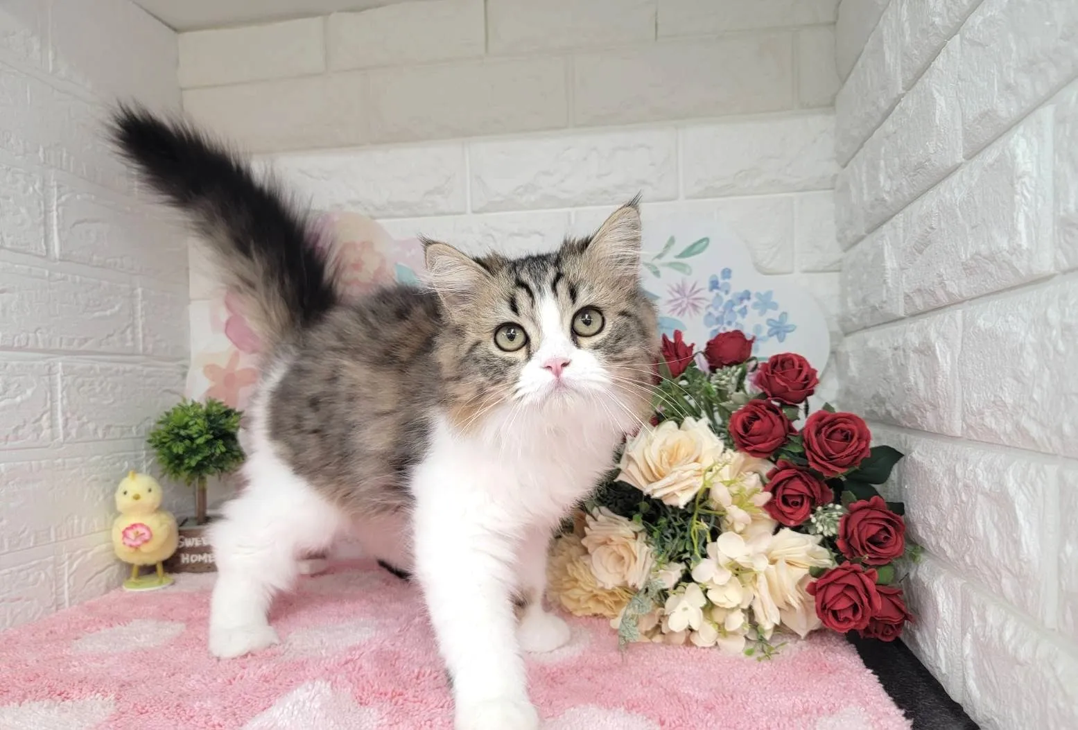 売約済★ミヌエット（足長）★オス★ No.3011