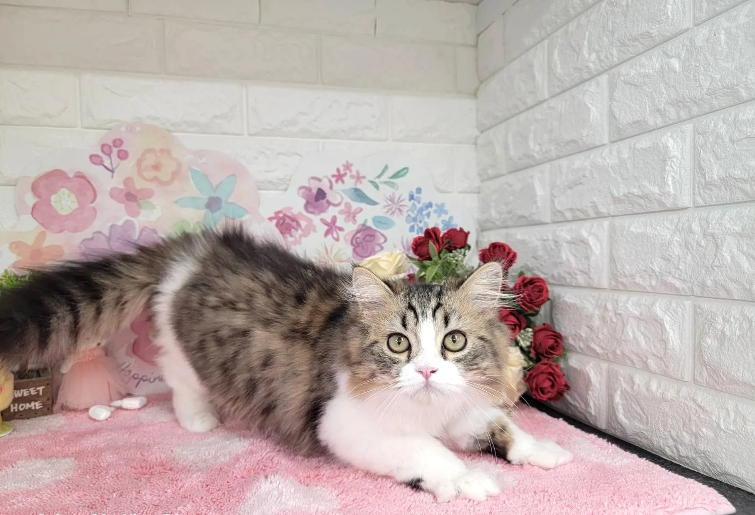 売約済★ミヌエット（足長）★オス★ No.3011