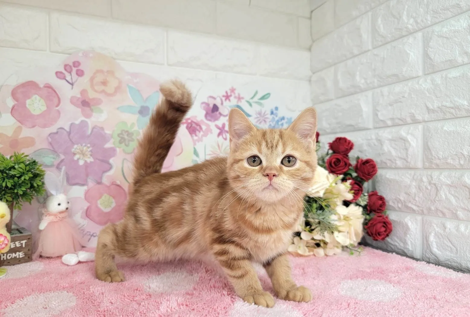 ★ミヌエット（足長）★メス★ No.3043