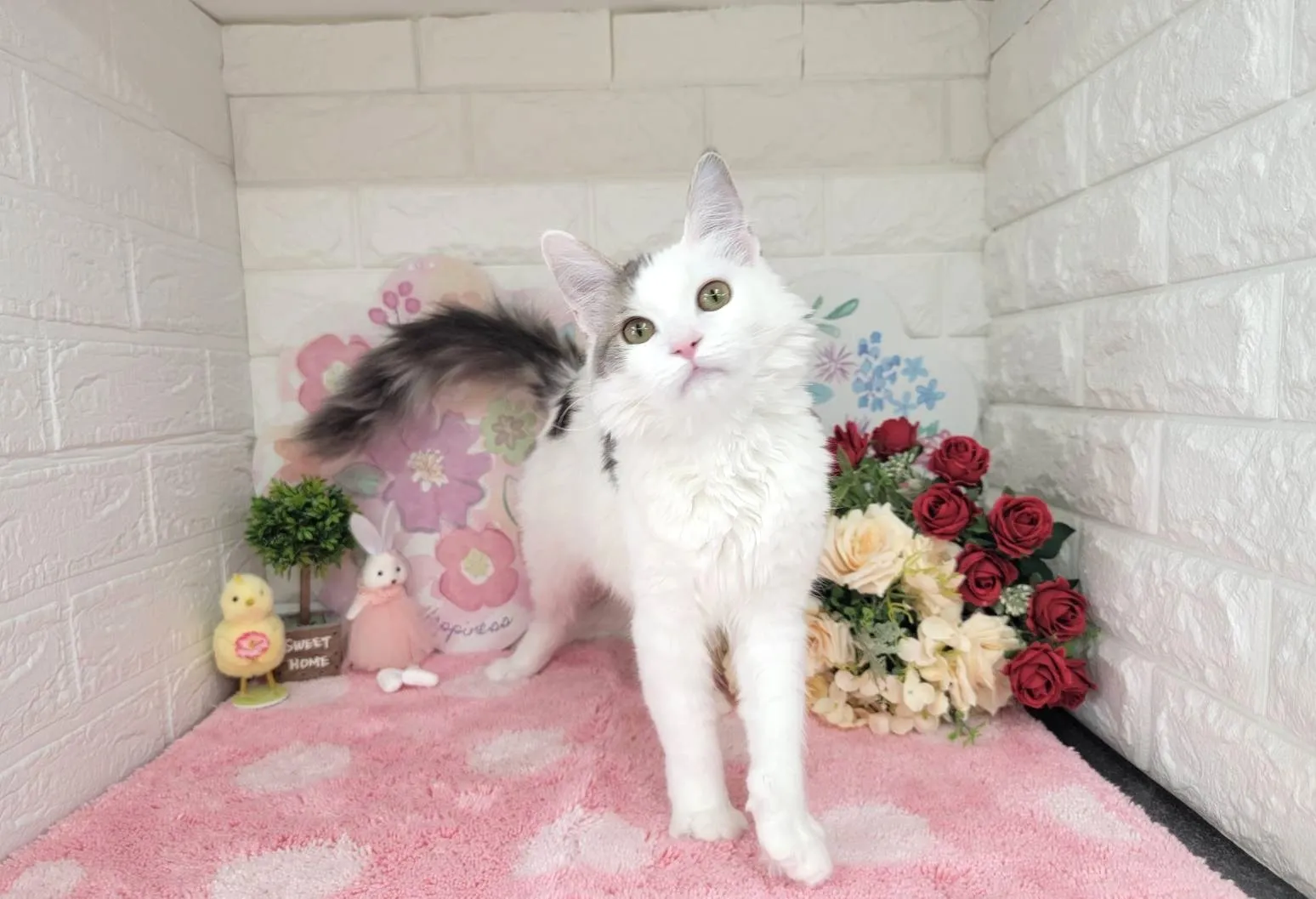 売約済★サイベリアン★メス★ No.2994