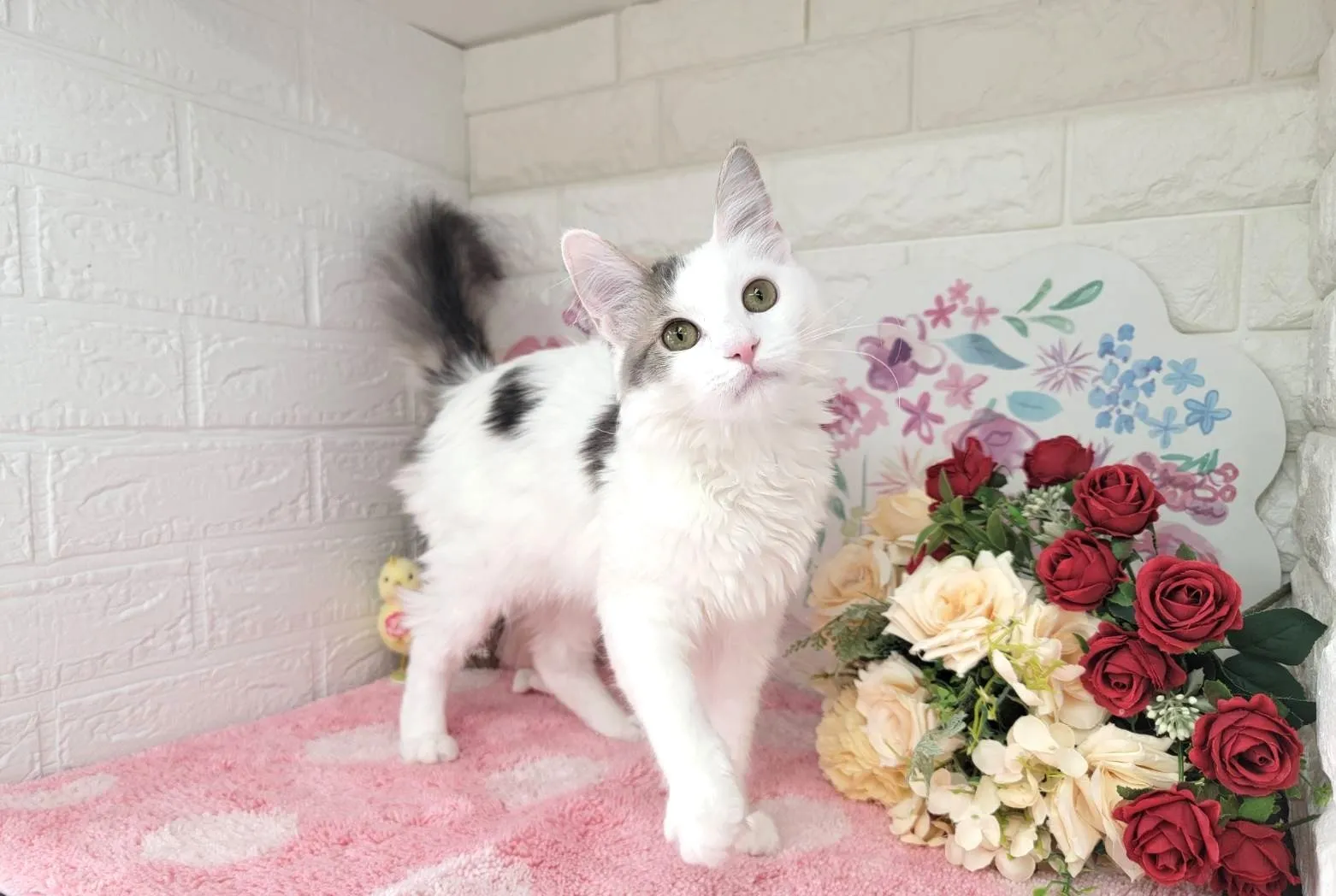 売約済★サイベリアン★メス★ No.2994