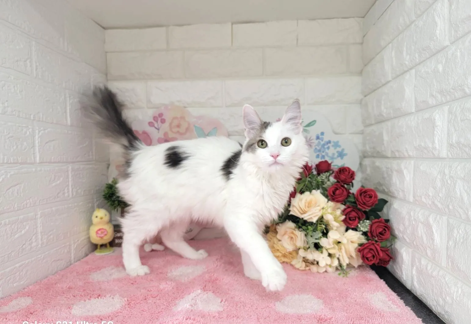 売約済★サイベリアン★メス★ No.2994