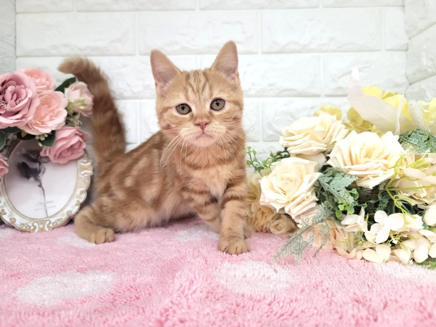 ★ミヌエット（足長）★メス★ No.3043