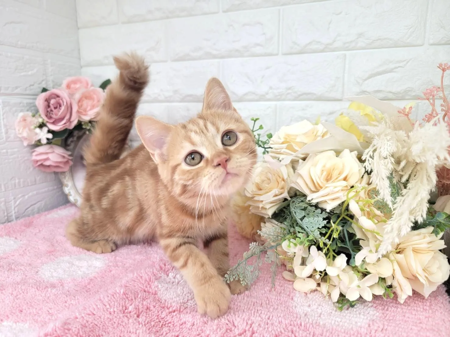 ★ミヌエット（足長）★メス★ No.3043