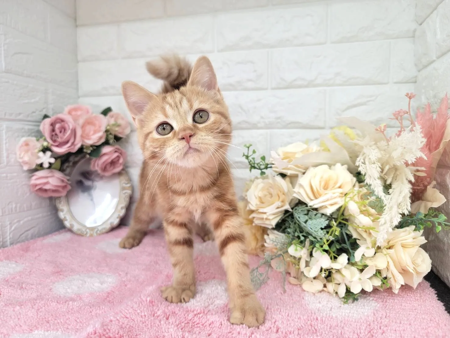 ★ミヌエット（足長）★メス★ No.3043