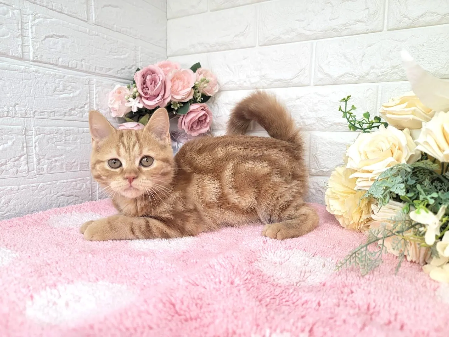 ★ミヌエット（足長）★メス★ No.3043