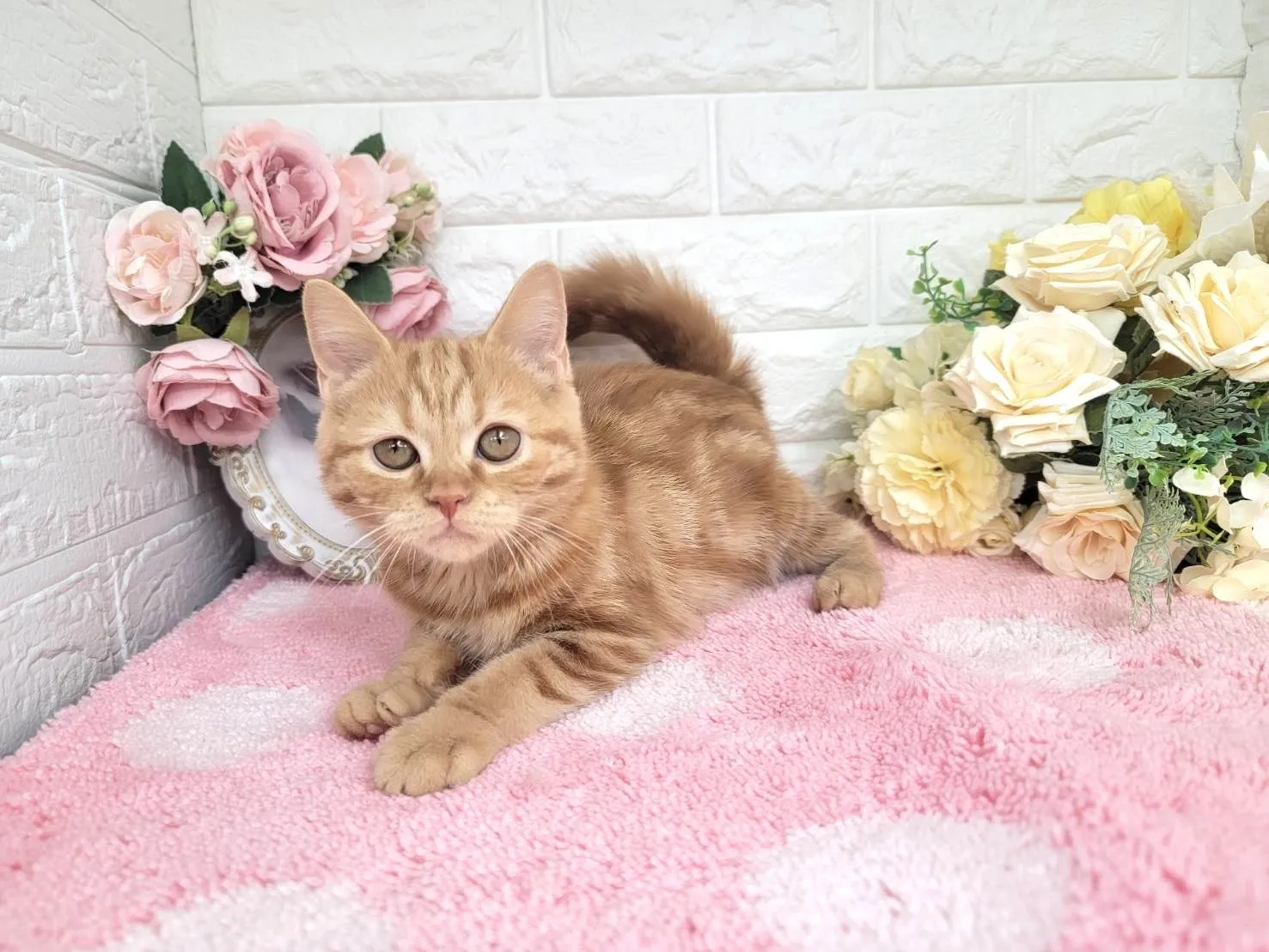 ★ミヌエット（足長）★メス★ No.3043