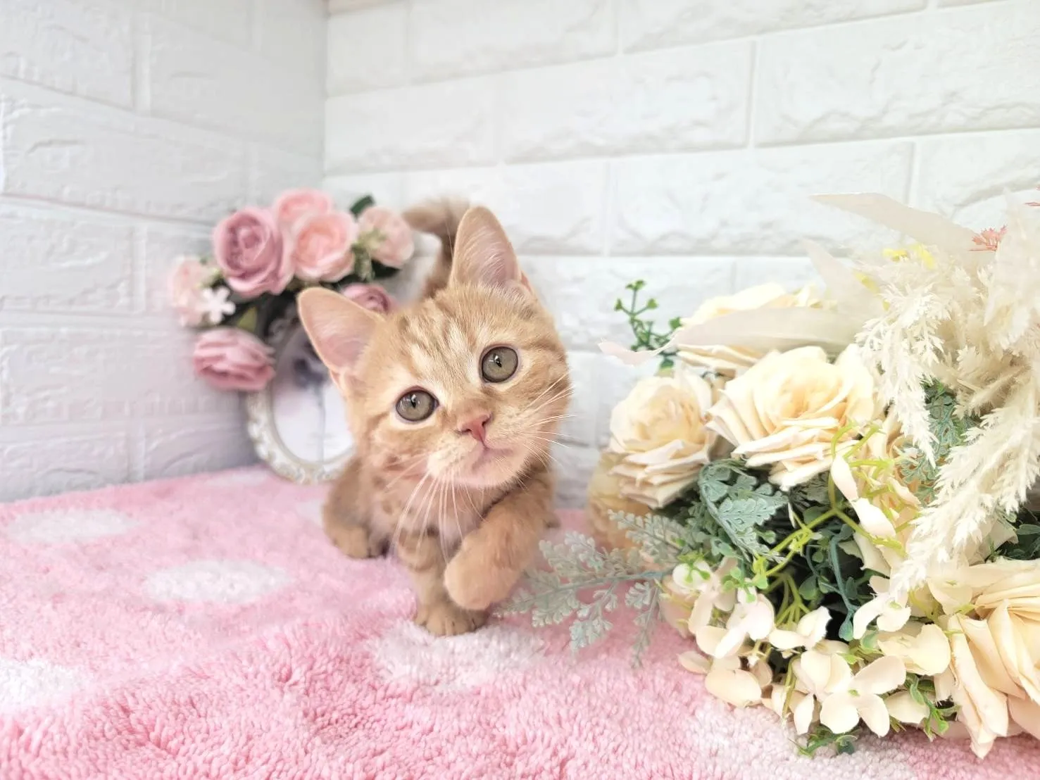 ★ミヌエット（足長）★メス★ No.3043