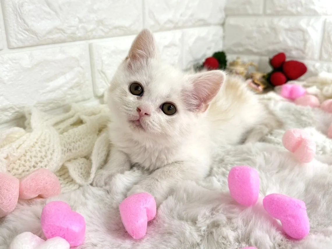 ★ミヌエット（足長）★オス★ No.3066