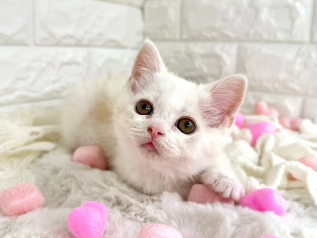 ★ミヌエット（足長）★オス★ No.3066