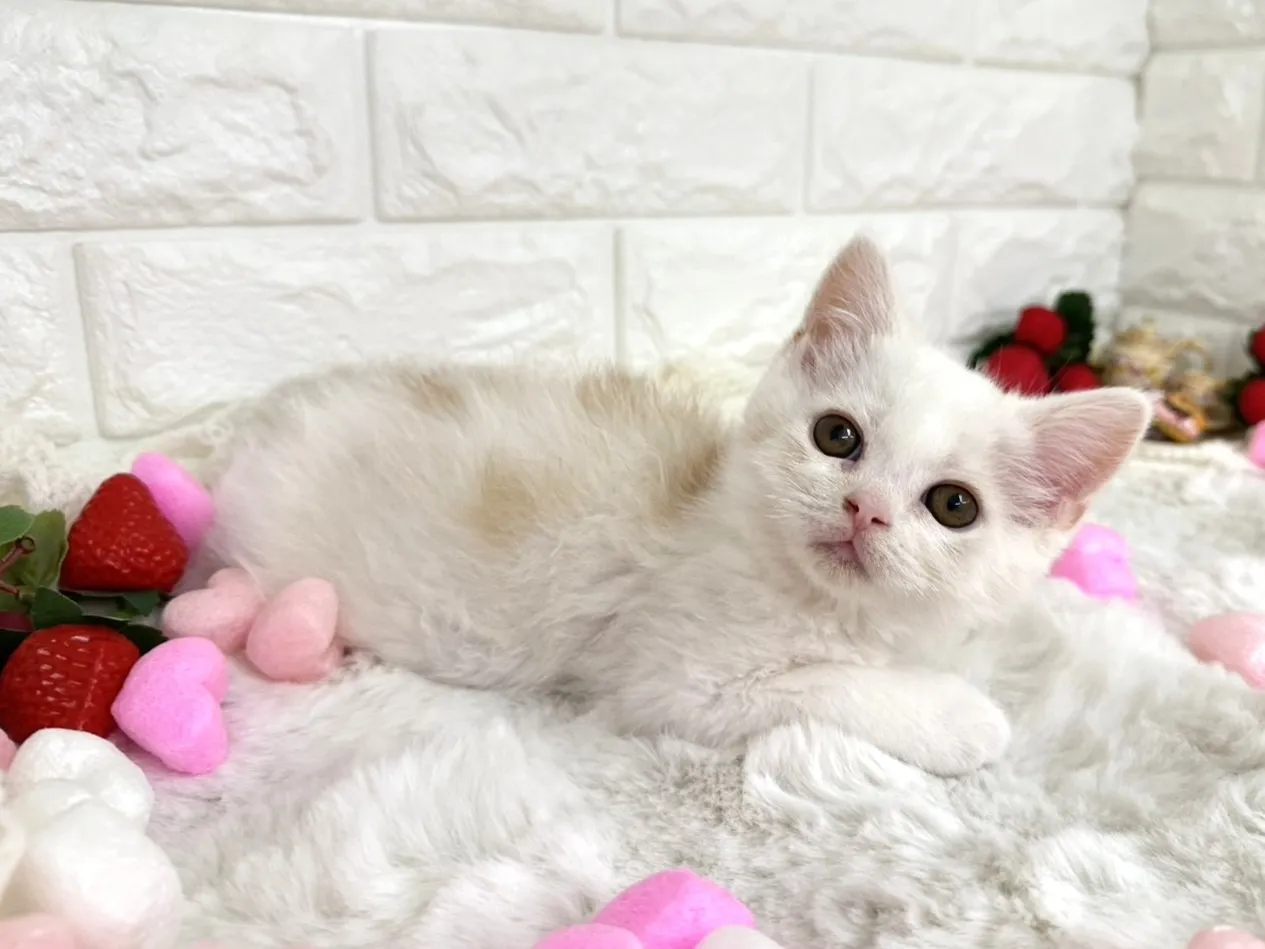 ★ミヌエット（足長）★オス★ No.3066