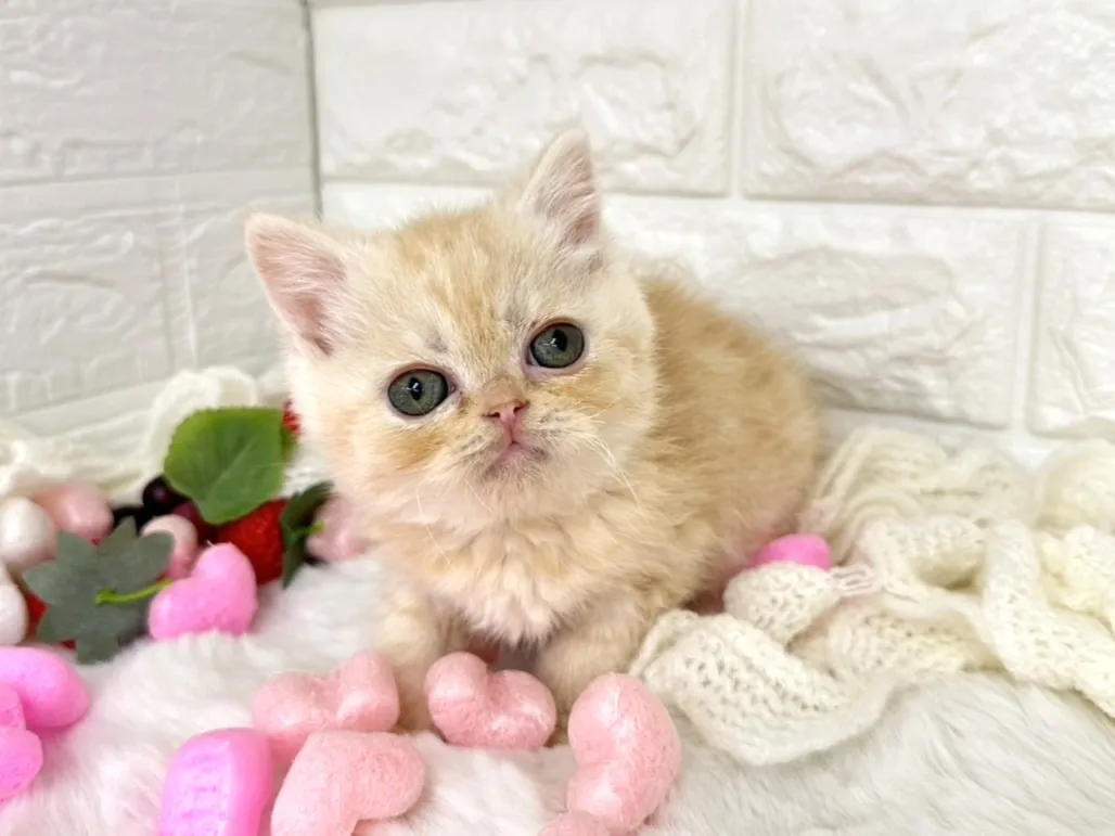 ★ミヌエット（足長）★オス★ No.3067