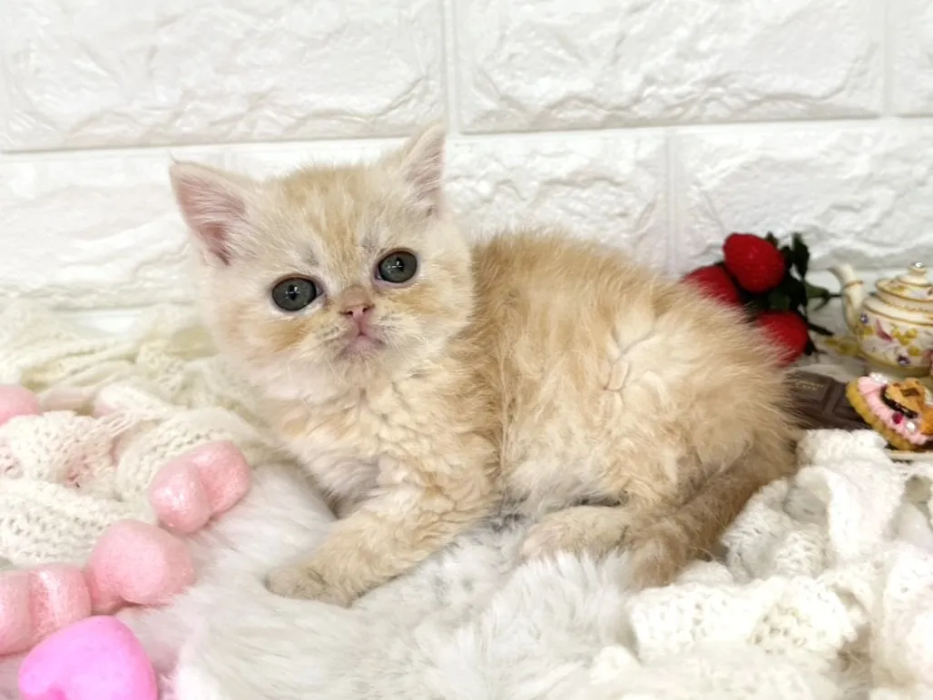 ★ミヌエット（足長）★オス★ No.3067