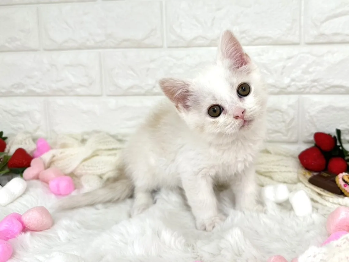 ★ミヌエット（足長）★オス★ No.3066