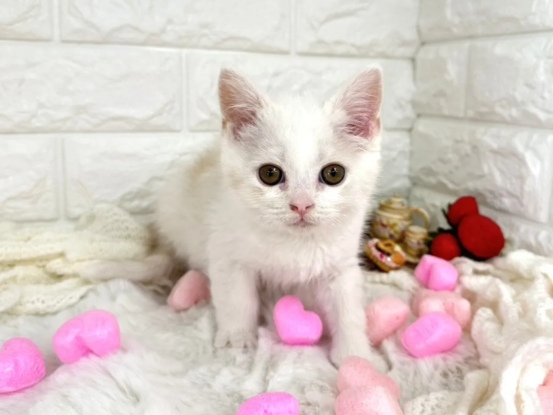 ★ミヌエット（足長）★オス★ No.3066