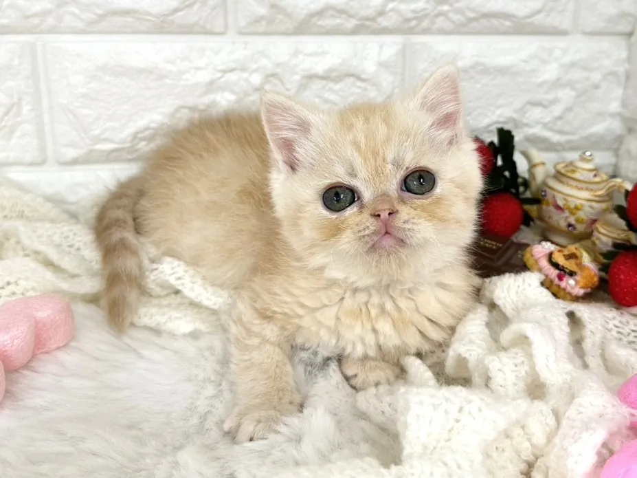 ★ミヌエット（足長）★オス★ No.3067