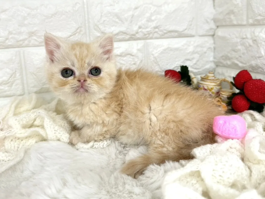 ★ミヌエット（足長）★オス★ No.3067