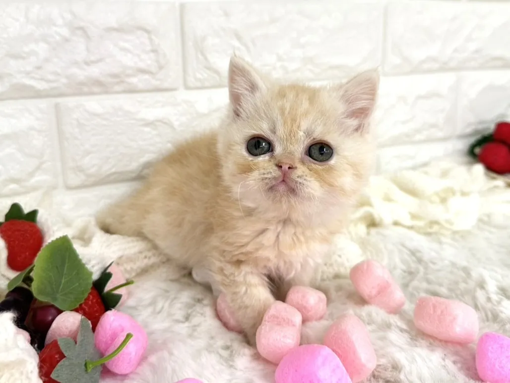 ★ミヌエット（足長）★オス★ No.3067