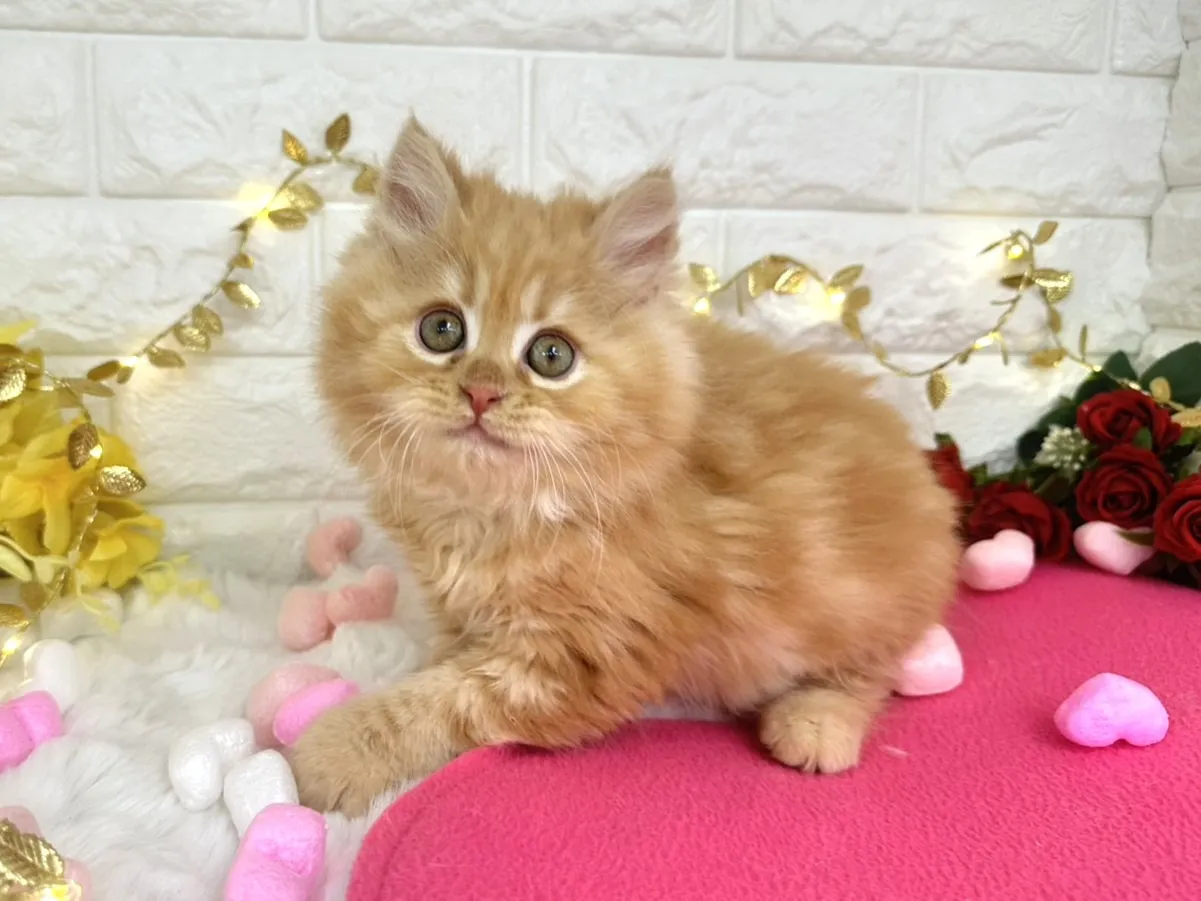 ★ミヌエット（足長）★オス★ No.3058