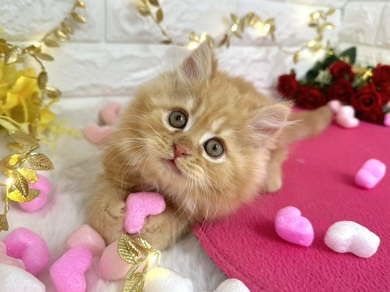 ★ミヌエット（足長）★オス★ No.3058